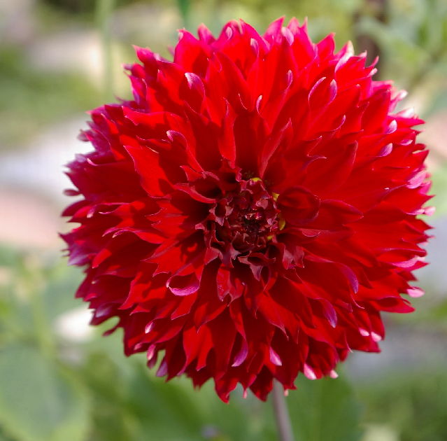 Минивитрина Георгин Ред Фубуки