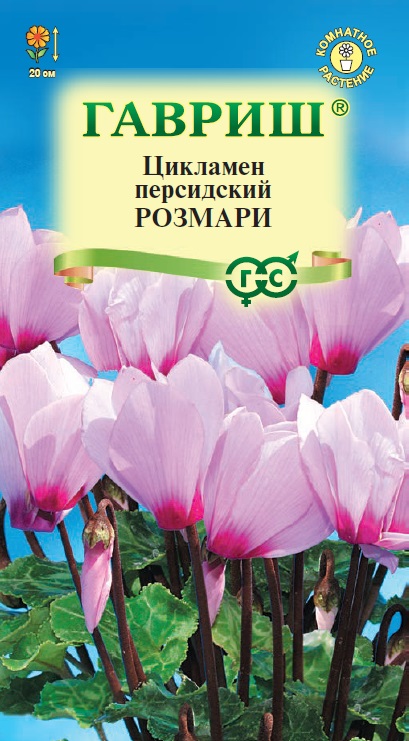 Цикламен Розмари 3шт