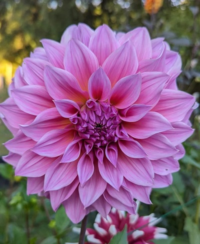 Георгин Артур Хамбли (1 шт)