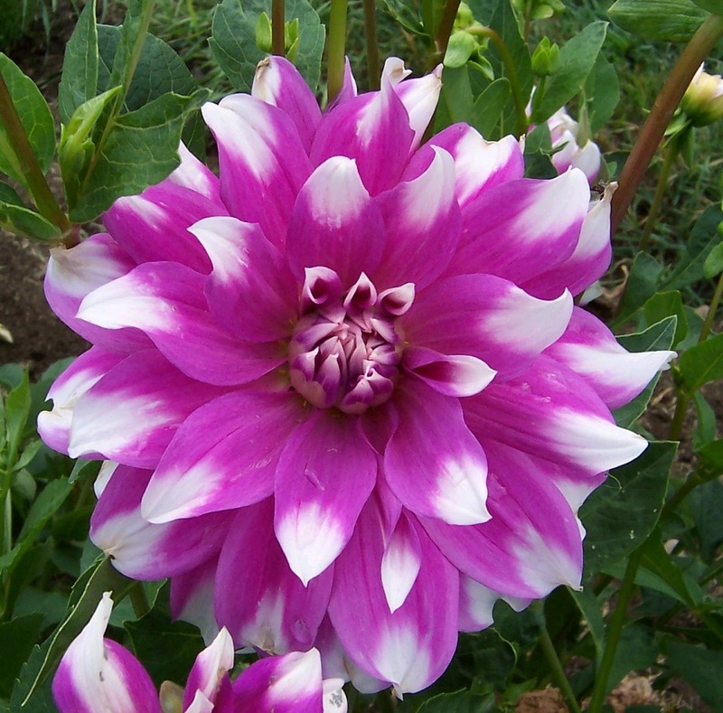 Георгин Жан Марэ (1 шт)