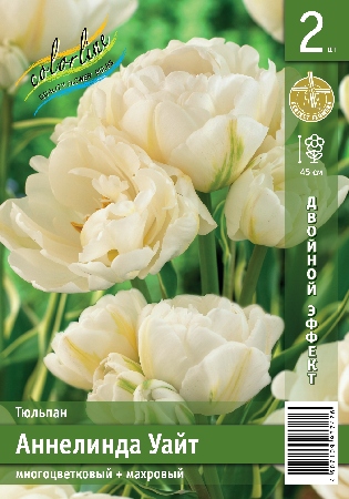 Тюльпан ЭКОНОМ-СЕРИЯ АННЕЛИНДА УАЙТ (2 шт)