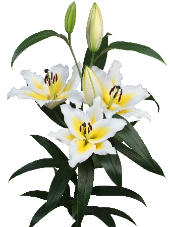 Лилия ЭКОНОМ-СЕРИЯ ВИЛЛАРИЦЦА (2 шт)