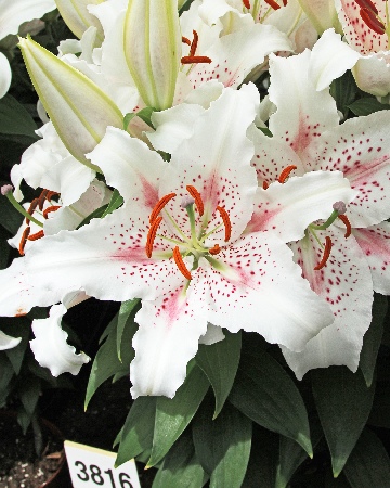 Лилия ЭКОНОМ-СЕРИЯ МУСКАДЕТ (1 шт)