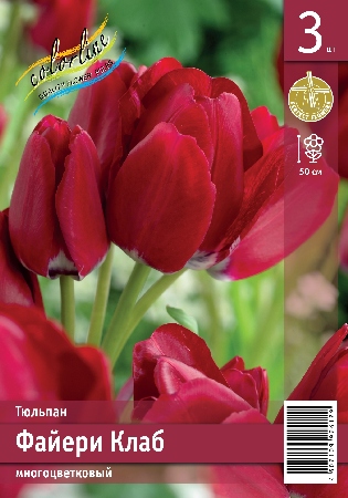 Тюльпан ЭКОНОМ-СЕРИЯ ФАЙЕРИ КЛАБ (3 шт)