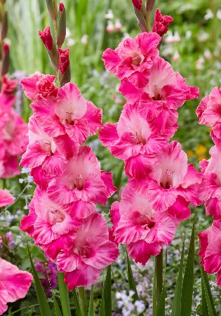 Гладиолус Хьюго (10 шт)