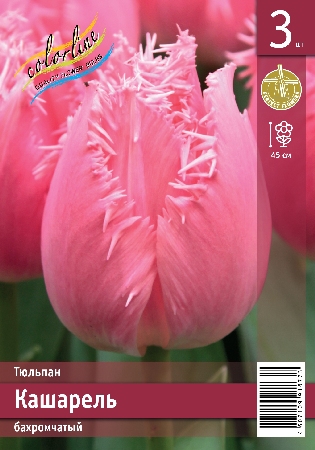 Тюльпан ЭКОНОМ-СЕРИЯ КАШАРЕЛЬ (3 шт)