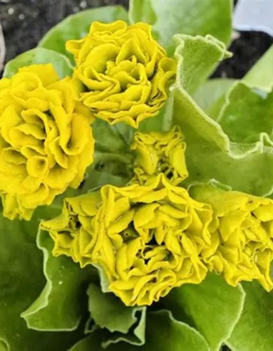 Примула Форест Лемон (1 шт)