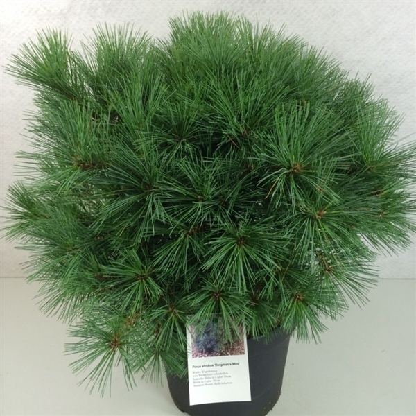 Сосна веймутовая Бергманс Мини C4 25-30cm