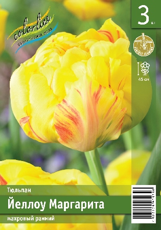 Тюльпан ЭКОНОМ-СЕРИЯ ЙЕЛЛОУ МАРГАРИТА (3 шт)