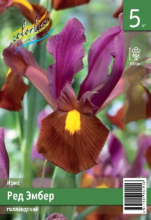 Ирис голл. ЭКОНОМ-СЕРИЯ РЕД ЭМБЕР (5 шт)