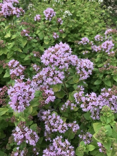 Душица обыкновенная (1 шт)