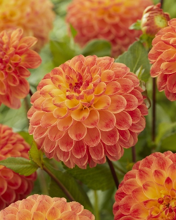 Георгин Джоуи Шанталь (1 шт)