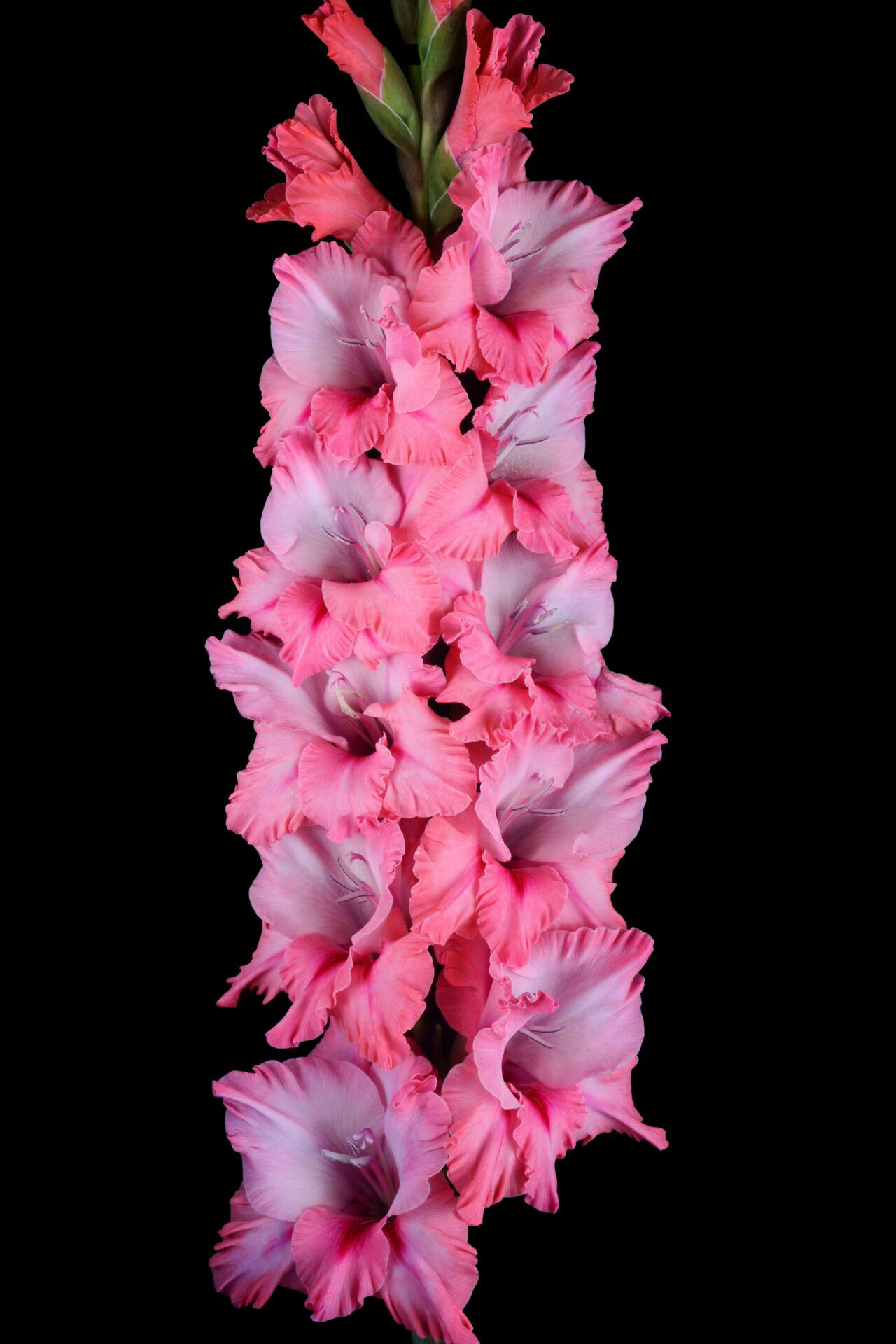 Гладиолус Малиновый Жираф (5 шт)