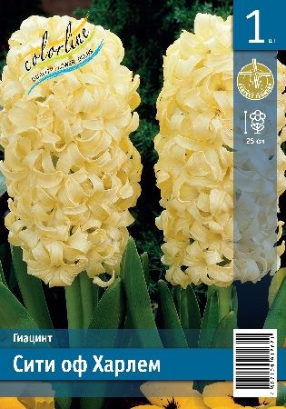 Гиацинт ЭКОНОМ-СЕРИЯ СИТИ ОФ ХАРЛЕМ (1 шт)
