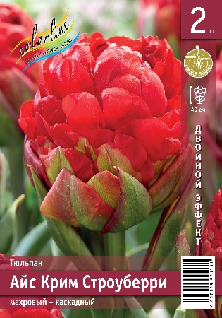 Тюльпан ЭКОНОМ-СЕРИЯ АЙС КРИМ СТРОУБЕРРИ (2 шт)