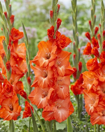 Гладиолус ЭКОНОМ-СЕРИЯ СТОРМИ (3 шт)