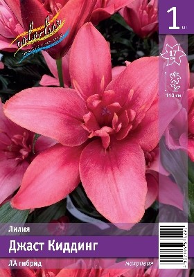 Лилия ЭКОНОМ-СЕРИЯ ДЖАСТ КИДДИНГ (1 шт)