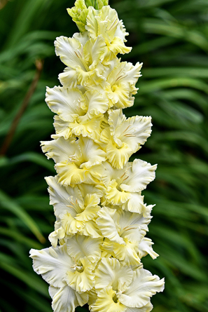 МАКСИ Гладиолус Сгущеное Молоко (15 шт)