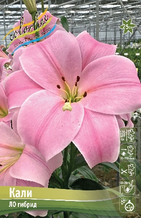 Лилия КАЛИ 16/18 (3 шт)