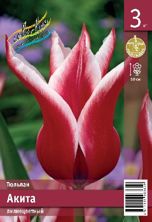 Тюльпан ЭКОНОМ-СЕРИЯ АКИТА (3 шт)