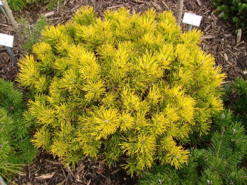 Сосна горная Мопс Голд C1.5