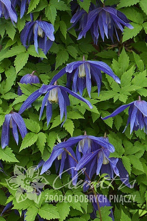 Клематис Джиска