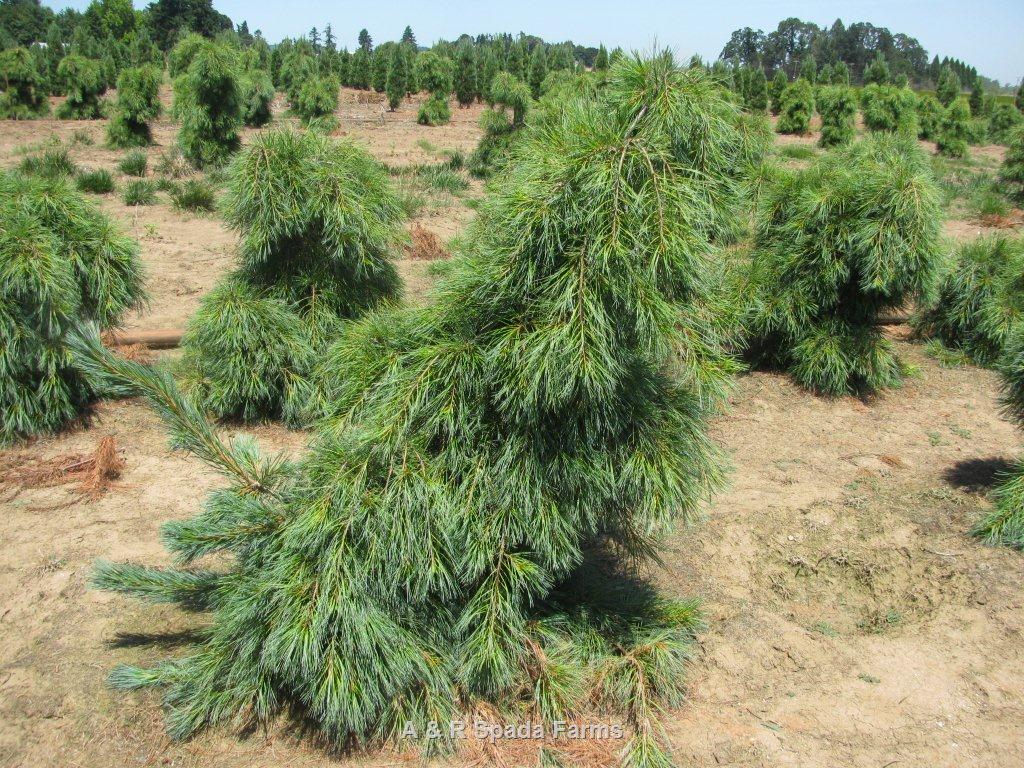 Сосна веймутовая Пендула 50-60см с комом