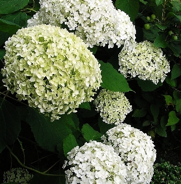 БИГ-ПАК Гортензия Баунти (5 шт)