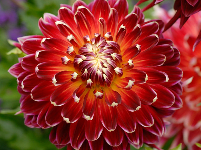 Минивитрина Георгин Акита (15 шт)