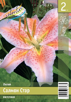 Лилия ЭКОНОМ-СЕРИЯ САЛМОН СТАР (2 шт)