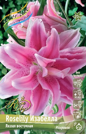 Лилия ЭКОНОМ-СЕРИЯ ROSELILY ИЗАБЕЛЛА (1 шт)