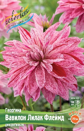 Георгин Вавилон Лилак Флеймд (1 шт)