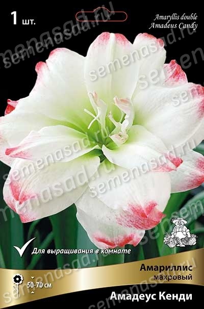 Амариллис Амадеус Кенди (1 шт)
