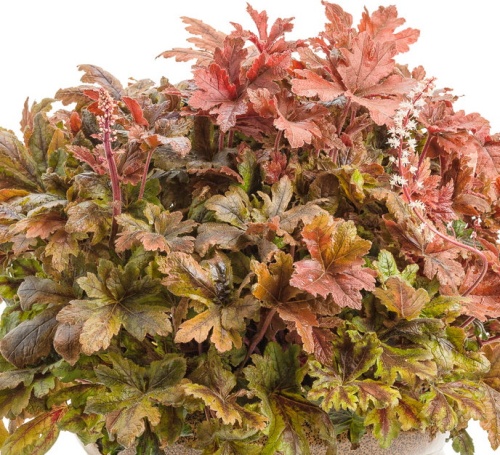 Гейхерелла Хопскотч (1 шт)