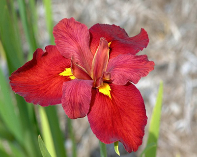 Ирис Энн Чоунинг (1 шт)