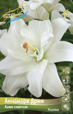 Лилия АННАМАРИ ДРИМ 16/18(3 шт)