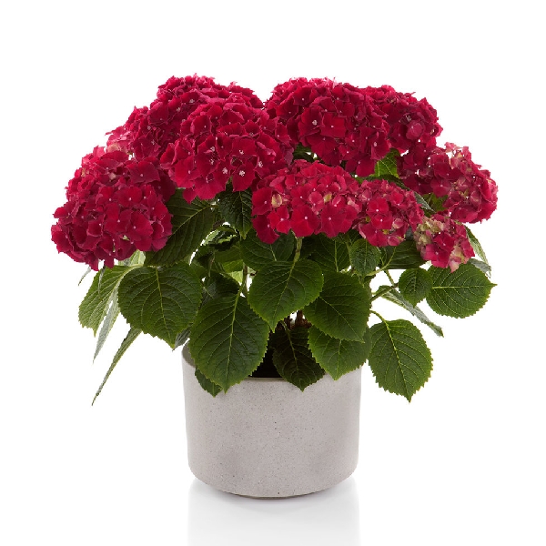 Гортензия  Хай Файр P12