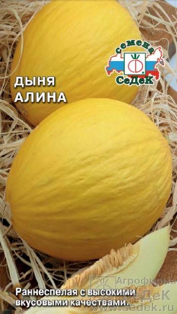 Дыня Алина