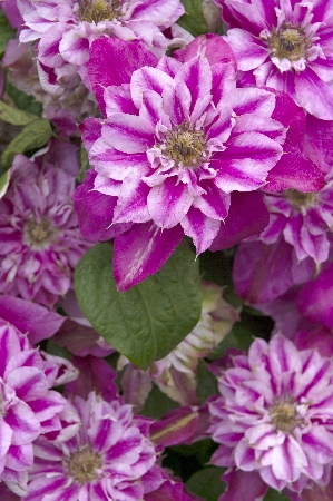 Клематис Май Дарлинг (1 шт)