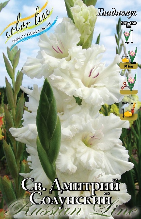 Гладиолус Св. Дмитрий Солунский 12/14 (7 шт)