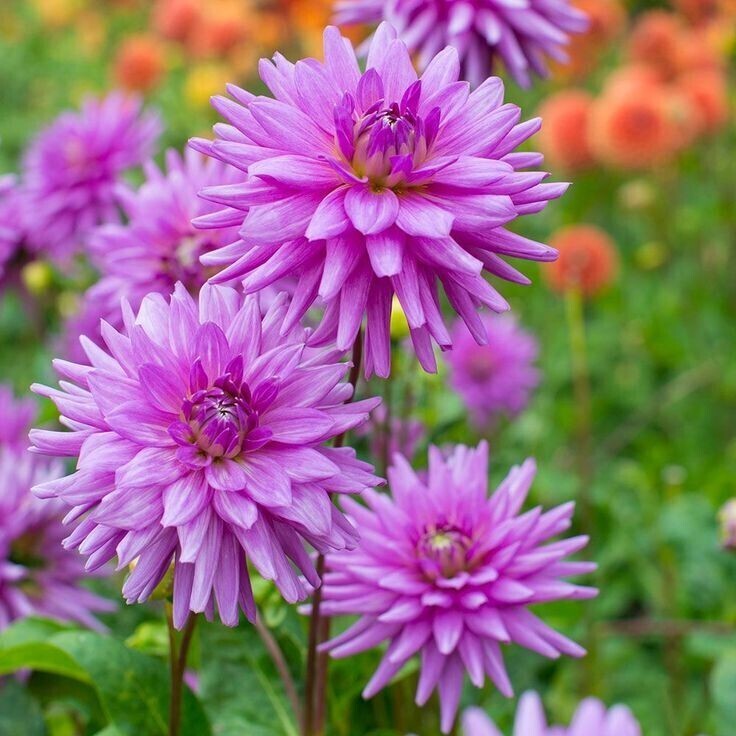 Георгин Блю Рекорд (1 шт)