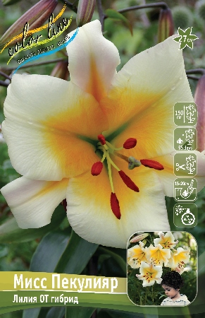 Лилия МИСС ПЕКУЛИЯР 16/18 (3 шт)