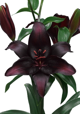 Лилия ЭКОНОМ-СЕРИЯ БЛЭКСТОУН (2 шт)