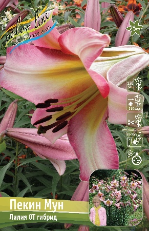 Лилия ПЕКИН МУН 16/18 (3 шт)