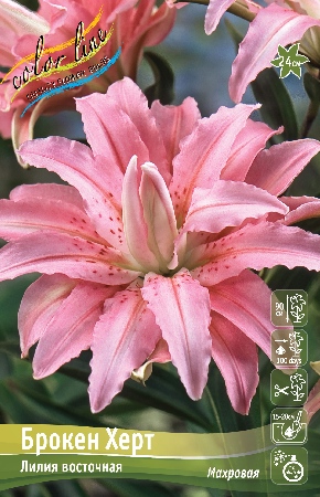 Лилия БРОКЕН ХЕРТ 16/18 (3 шт)