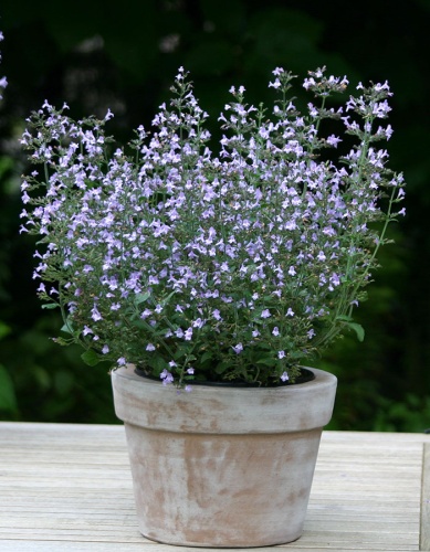 Душевик Блу (1 шт)