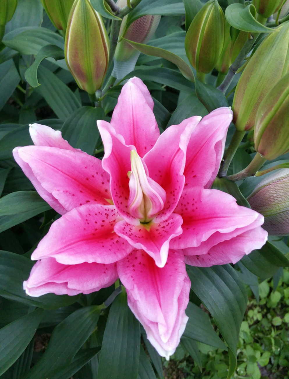 Лилия Роузлили Виола (5 шт)