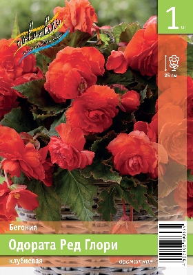 Бегония ЭКОНОМ-СЕРИЯ ОДОРАТА РЕД ГЛОРИ (1 шт)