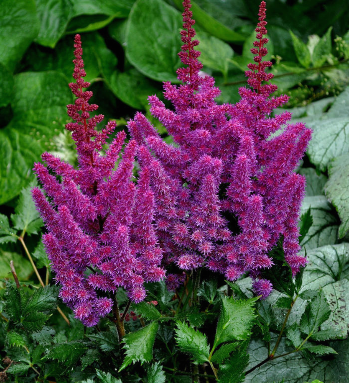 Биг-Пак Астильба Блэк Пёрлс (25 шт)