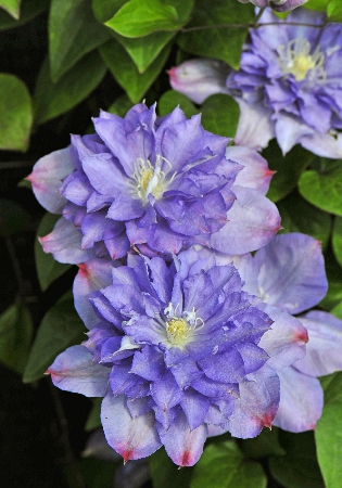 Клематис Блю Экспложион (1 шт)